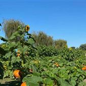 Creamy Acres Farm