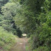 Charleston Springs Trail