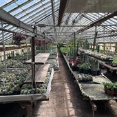 Nelly's Greenhouse