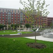 Neilson Street Park