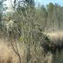 Dillon Creek