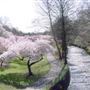 Branch Brook Park Cherry Blossoms