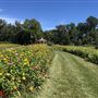 Paradise Organic Farm