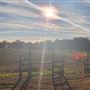 Snyder's Farm