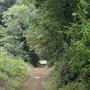 Charleston Springs Trail