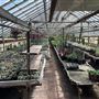 Nelly's Greenhouse